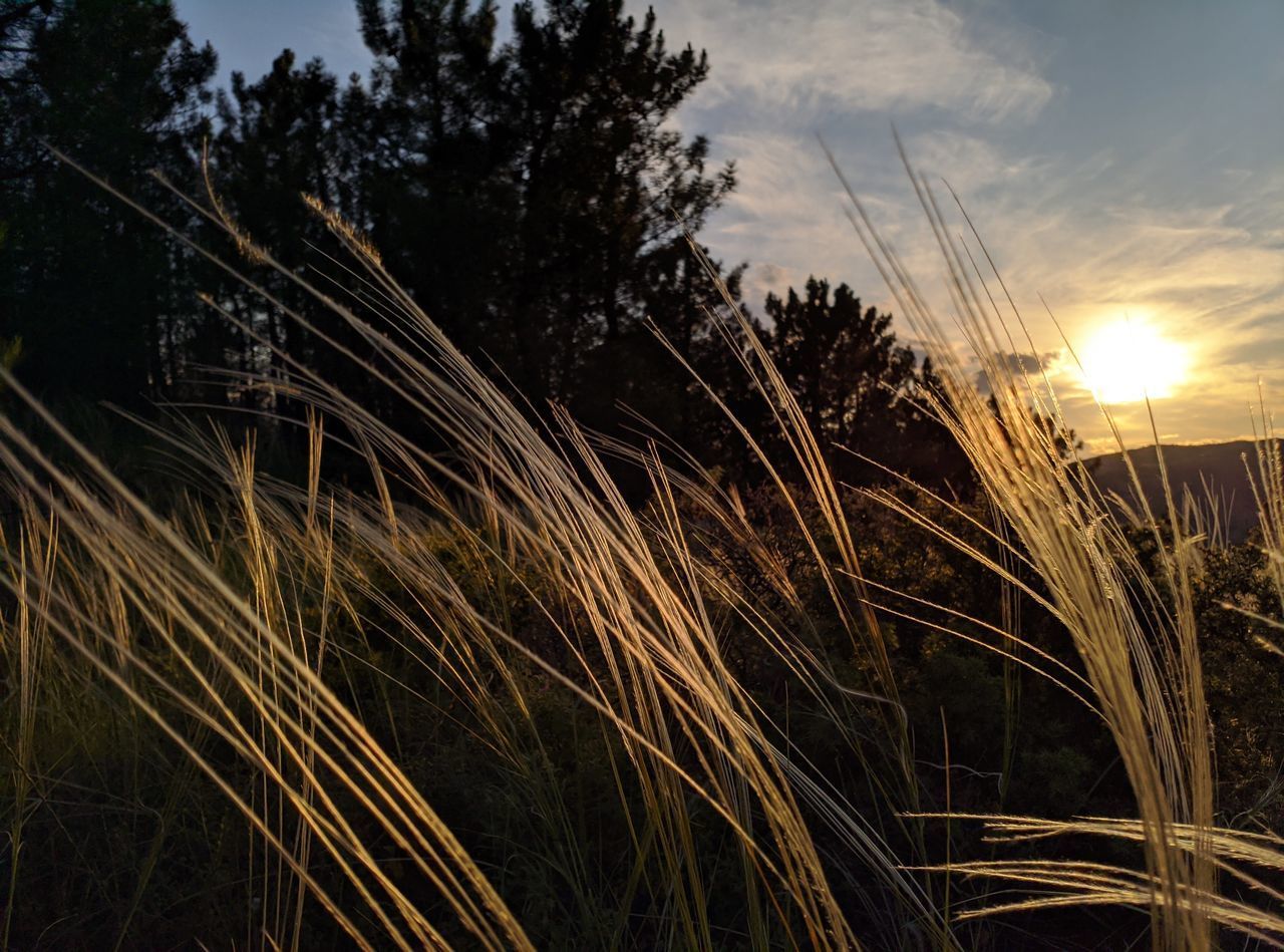 SCENIC VIEW OF SUNSET OVER FIELD