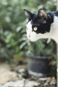 Close-up of a cat looking away