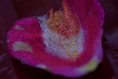 Close-up of pink flower