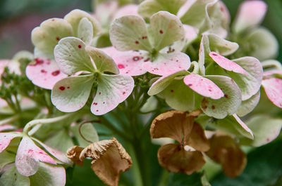 Close-up of pink flowering plant