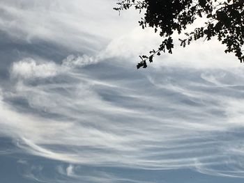 Low angle view of tree against sky