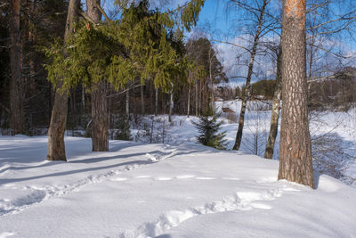 Trees on snow covered land