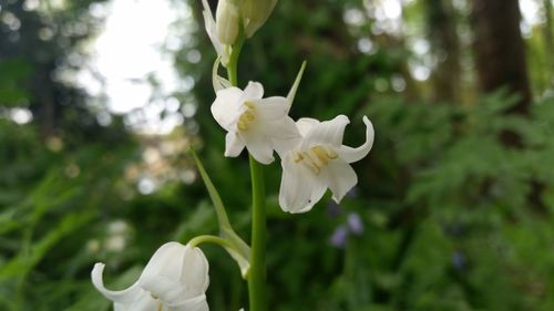 Close-up of white flowers blooming on tree