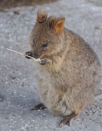 Close-up of quokka 