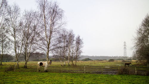 View of horses in field