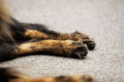 Close-up of a cat