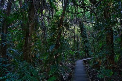 Walkway amidst trees in forest