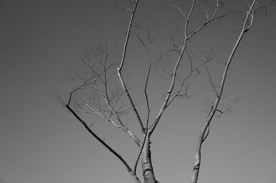 Close-up of bird against sky