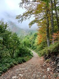 Road amidst trees in forest during autumn