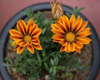 Close-up of orange flowering plant