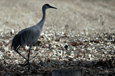 Close-up of gray heron by water