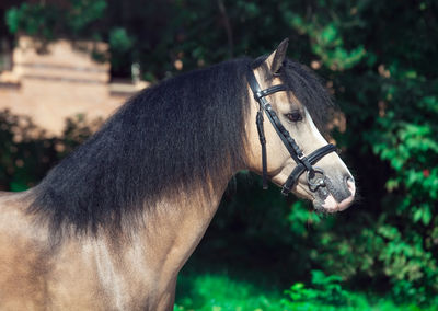 Close-up of horse