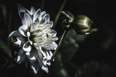 Close-up of dahlia flower and bud growing outdoors