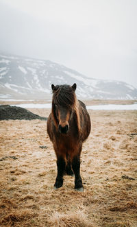 Portrait of horse standing on field against mountain