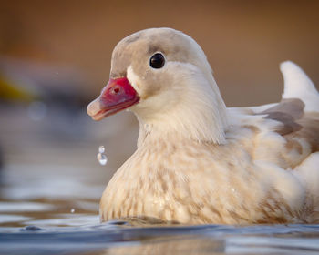 Close-up of duck swimming in lake