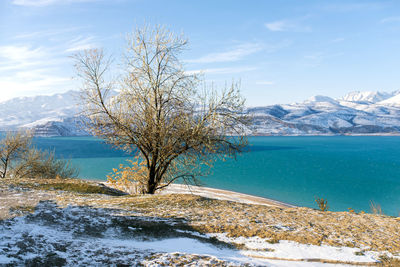 Charvak reservoir in winter in uzbekistan and a lone tree. beautiful winter landscape. the tien shan