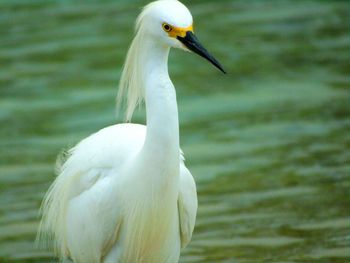 Close-up of white bird