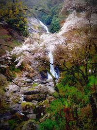 Waterfall in forest