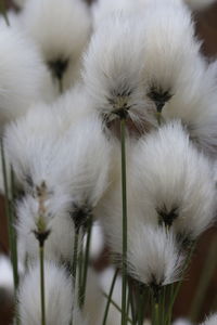 Close-up of white flowers