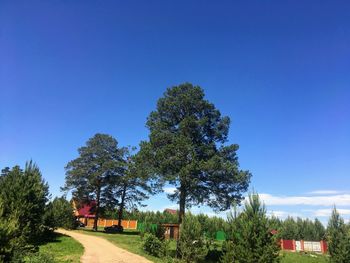 Trees on field against clear blue sky