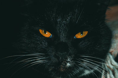 Close-up portrait of black cat