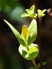 Close-up of fresh green leaves