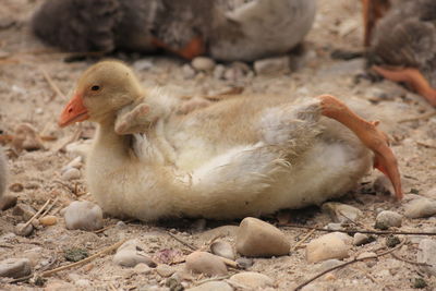 Close-up of a duck