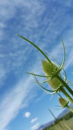 Low angle view of plants against sky