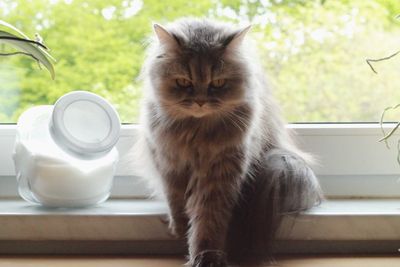 Close-up portrait of cat sitting