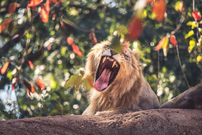 Close-up of lion yawning