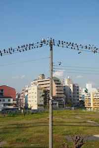 Flock of birds flying over buildings in city