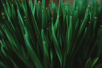 Full frame shot of green plant