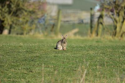 Rabbit in a field