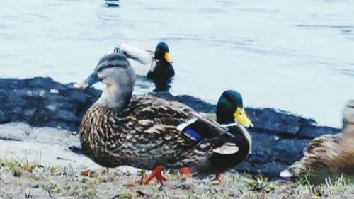 Close-up of ducks swimming on lake