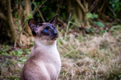 Cat looking away