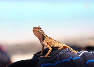 Close-up of lizard on rock