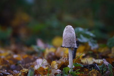 Close-up of mushroom growing on field