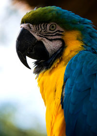 Close-up of a parrot