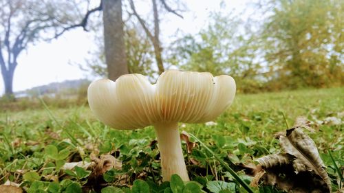 Close-up of mushroom growing on field