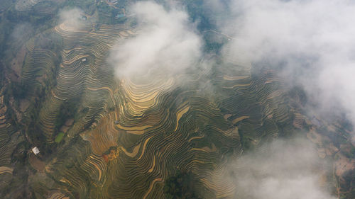 High angle view of plants on land