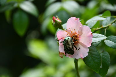 Close-up of insect on pink flower