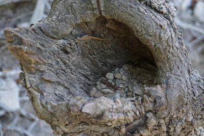 Close-up of tree trunk