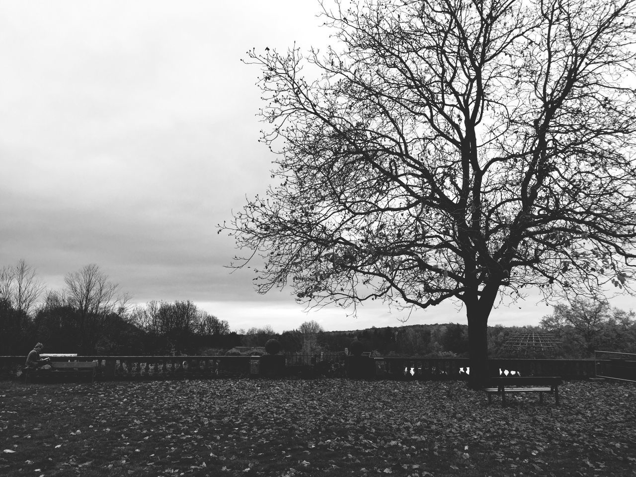 tree, bare tree, tranquility, tranquil scene, sky, branch, landscape, field, nature, scenics, beauty in nature, growth, non-urban scene, outdoors, day, no people, tree trunk, remote, cloud - sky, single tree