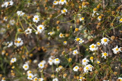 Close-up of white flowering plant