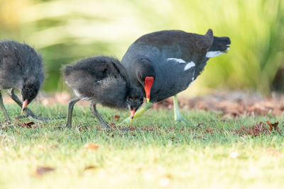 Mother and baby common moorhen wading bird gallinula chloropus has large feet in a marsh