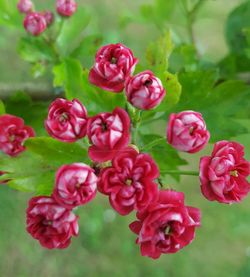 Close-up of pink flowers