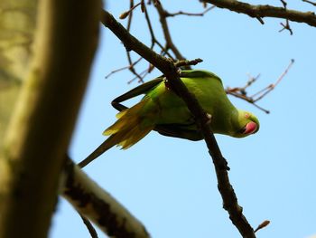 Low angle view of bird perching on tree