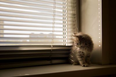 Cat sitting on window sill at home