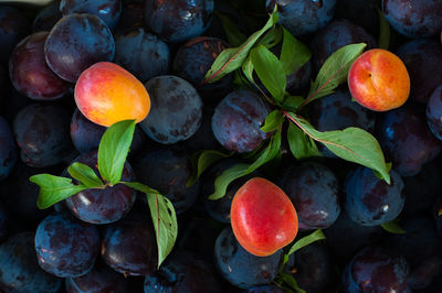 Close-up detail shot of plums