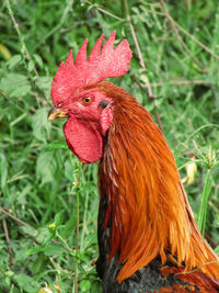 Close-up of rooster